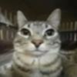 Cat made a group 2
