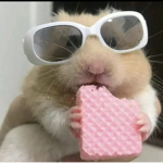 Hilarious Hamster