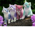 kitty fanatics