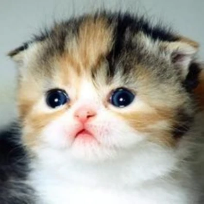 Kitten