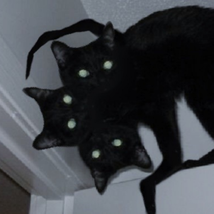 cat Roblox decal