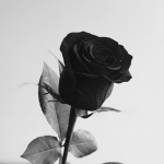 Darkest rose