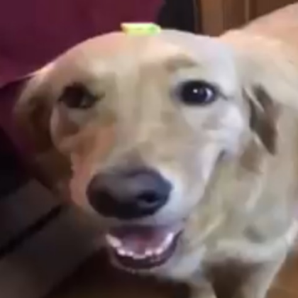 BUTTER DOG Roblox decal