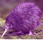 Kiwis and Awesomeness