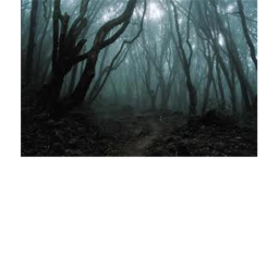 The woods