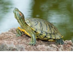 Turtle .co
