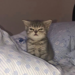 wlr carti