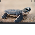 Turtle Warriors United