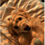 dogos4life