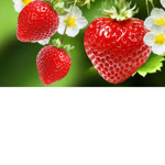 Les petite fraises
