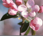 {Apple Blooms}