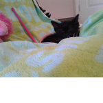 ######### Cat pepole