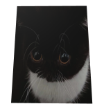 Cat Cape