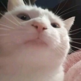 обби с котиками<3