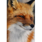 Fox team vx