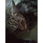 Eva Cat Cute {Team pour ceux qui aiment les chats}