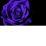 VioletRose