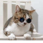 The national cat center