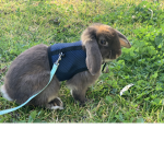 #rabbit nation official group
