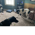 D o g love