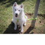 DOG FANS :) ENJOY