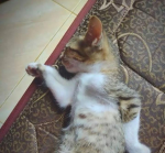 Ex mine Lop