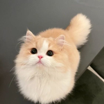 pwuushie!