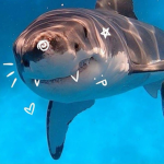 Beaucephus