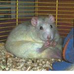 The Rotten Rodents