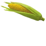 cornography