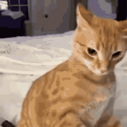 cat-cat-meme Roblox decal