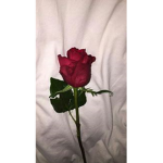 Ella_Vanila