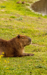 Capybaraaaaa team!