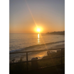 Isabels_koalas_