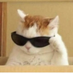 swaggy cat squad