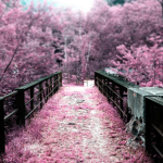 -Mystic Garden Shop-