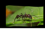 Bullet Ant ######
