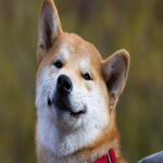 Dodo & Doge Development