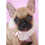 French bulldog clothing group