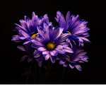 Amnexia