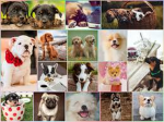 :) Puppy Lovers :)