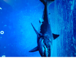 Megalodon group