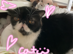 cat group !! <3