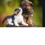 Love Animal’s