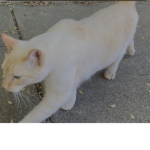 Join this group if you love cats white cats