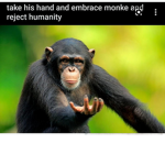 Monke Nation of Peace