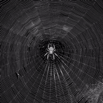 Spider darlings