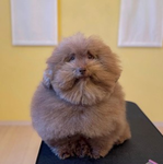 Zorpdingle
