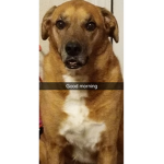 R.i.p..M.a.g.g.i.e