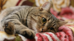 CAT ClanZofficial